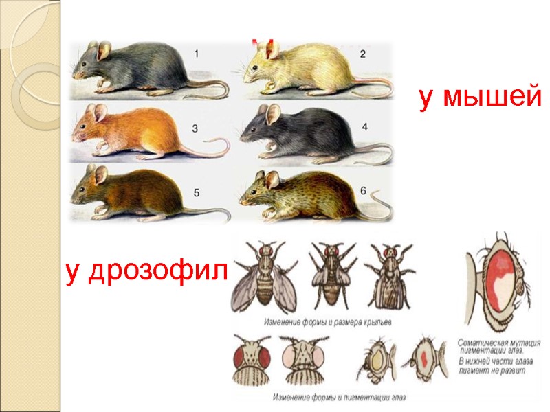 Мутации  у мышей у дрозофил